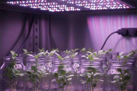 Plântulas em frascos de cultivo in vitro sob iluminação LED espectro vermelho e azul em câmara de crescimento controlado