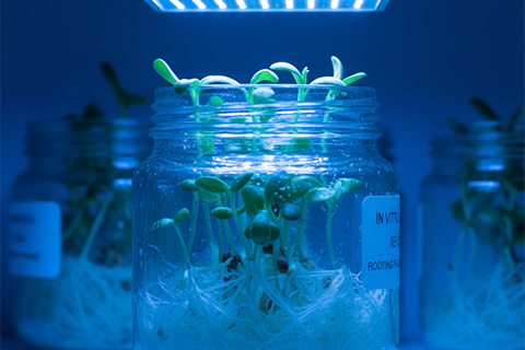 Plântulas de cultura in vitro com raízes densas desenvolvidas sob iluminação LED azul em fase de enraizamento em frasco