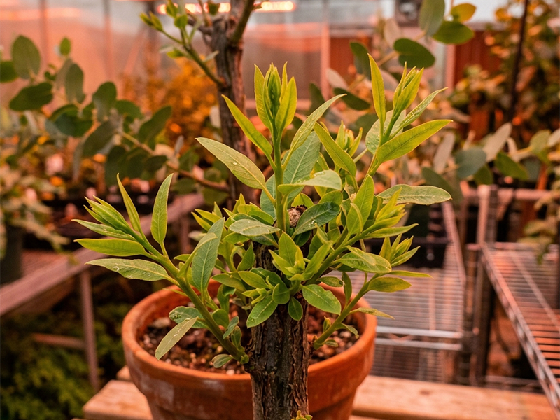 Planta matriz de eucalipto com brotos vigorosos sob iluminação LED espectro vermelho far-red no jardim clonal