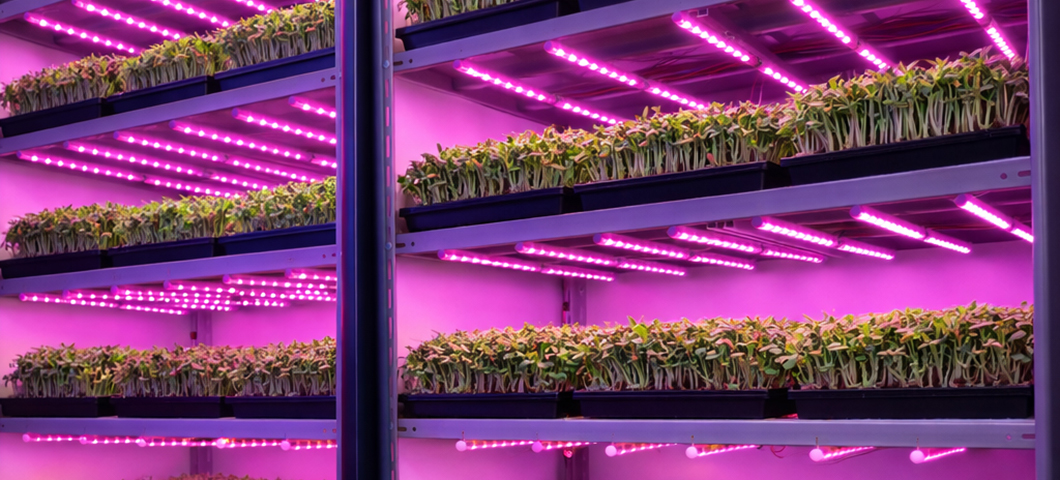 Prateleiras de cultivo vertical com bandejas de microverdes iluminadas por luminária LED linear profissional