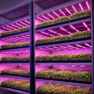 Estante para a produção de microverdes em ambiente indoor.